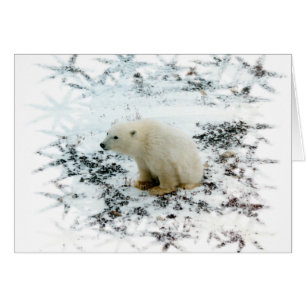 ours blanc de bébé