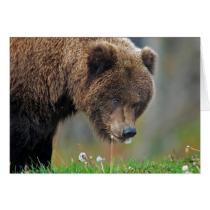 Ours Brown d'Alaska mangeant le pissenlit