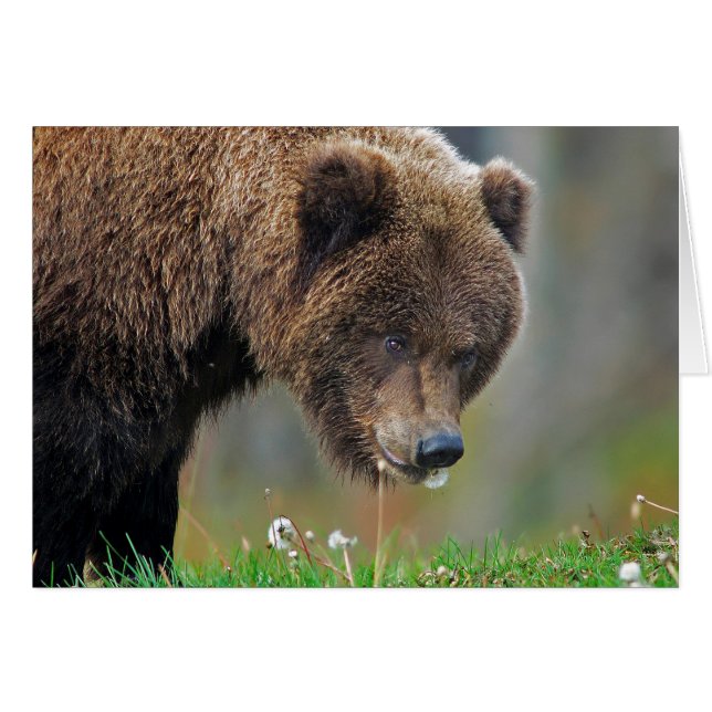 Ours Brown d'Alaska mangeant le pissenlit (Devant horizontal)