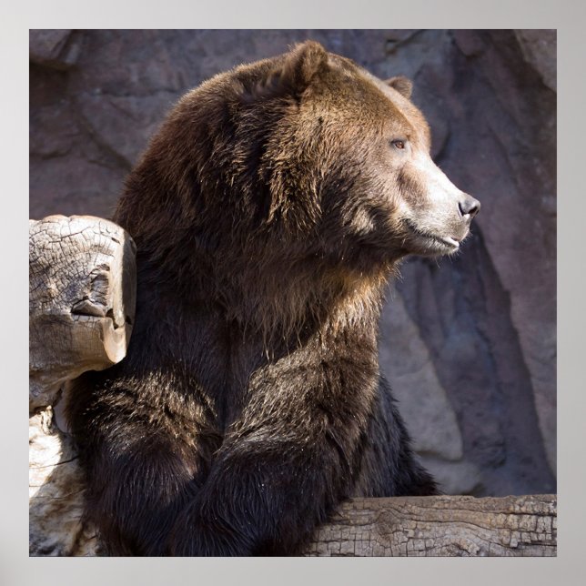 Ours Brown Grizzli, Poster du mur de la nature (Devant)