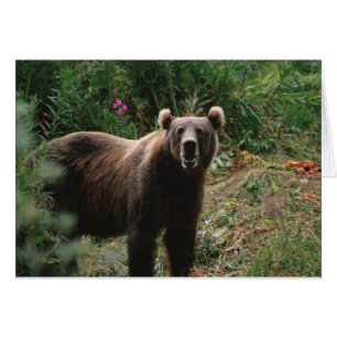 Ours Brown Kodiak