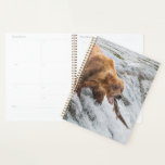 Ours brun attrape saumon rouge<br><div class="desc">Les ours bruns pêchent le saumon rouge aux chutes de la rivière Brooks,  parc national de Katmai,  sud-ouest,  Alaska.</div>