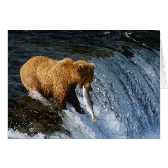 Ours Brun d'Alaska attrapant un saumon à Brooks (Devant horizontal)