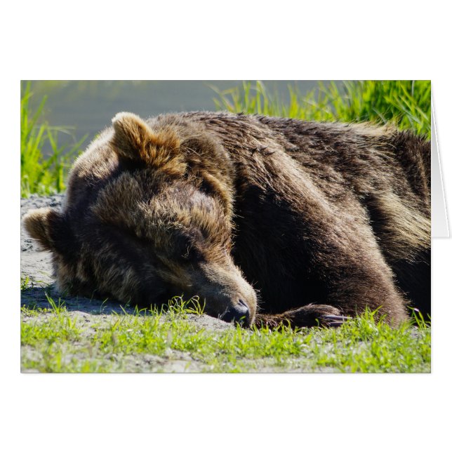Ours brun d'Alaska endormi (Devant Horizontal)