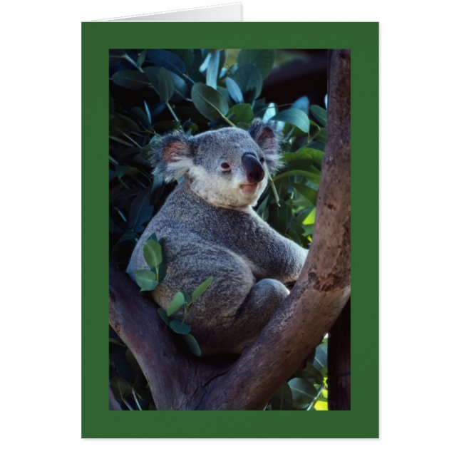 Ours de koala (Devant)