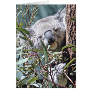 Ours de Koala