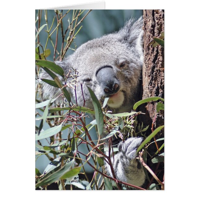 Ours de Koala (Devant)