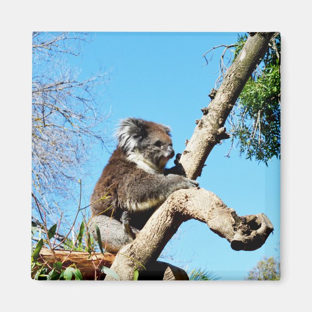 Ours De Koala Dans Ancien Pinceau, Aimant De Réfri (Devant)