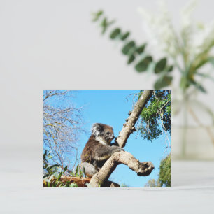 Ours De Koala Dans Ancien Pinceau, Carte Postale