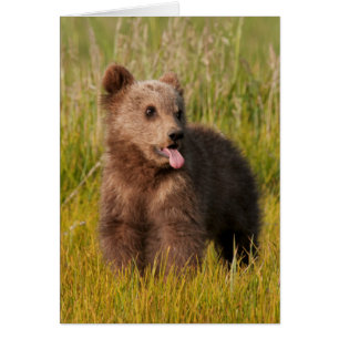 Ours drôle de bébé des images   de Getty