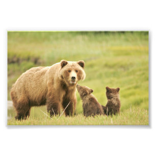 Ours grizzli 4x6 photo