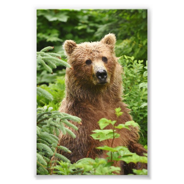 Ours grizzli 4x6 photo (Devant)