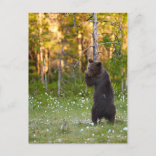 Ours grizzli et carte postale d'arbre