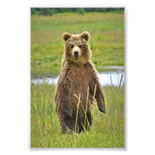 Ours grizzlis photo 6x4