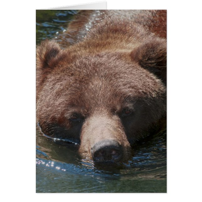 Ours grizzly (Devant)