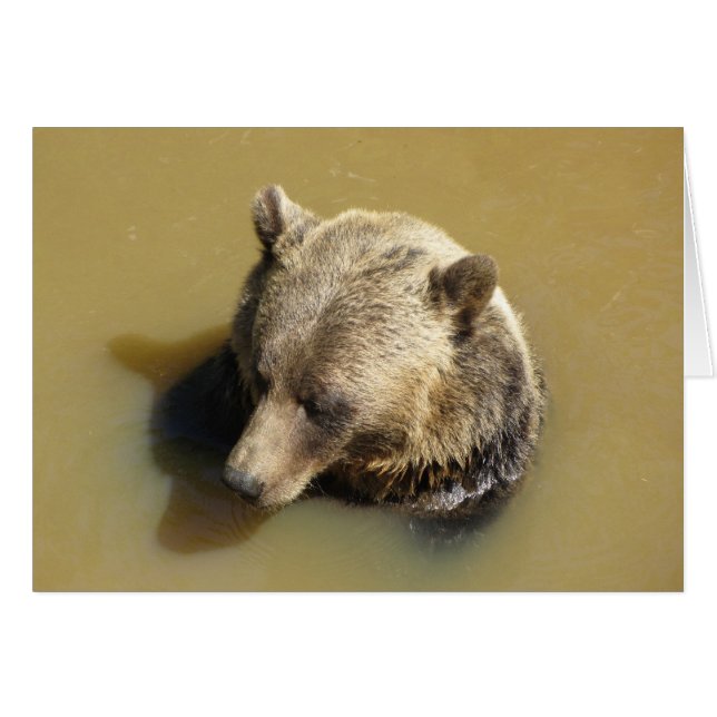 Ours Grizzly dans l'Eau (Devant Horizontal)