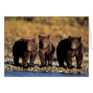 Ours grizzly, ours brun, oursons, Katmai National