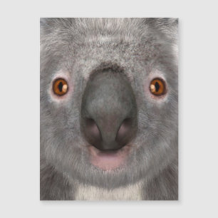 Ours koala