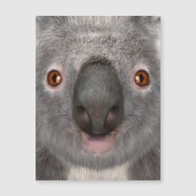 Ours koala (Devant)