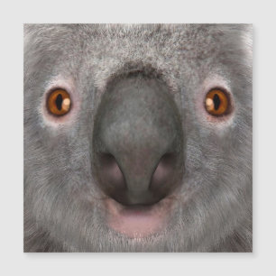 Ours koala