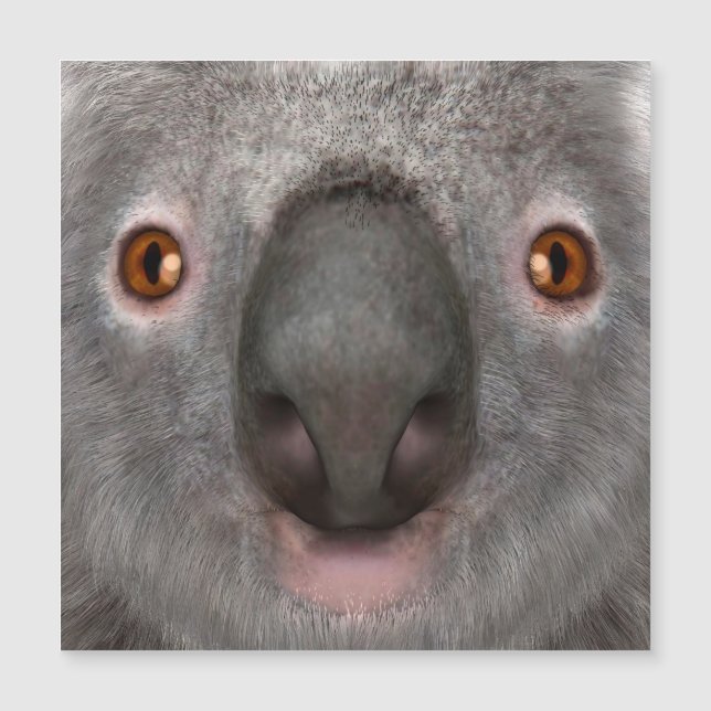Ours koala (Devant)