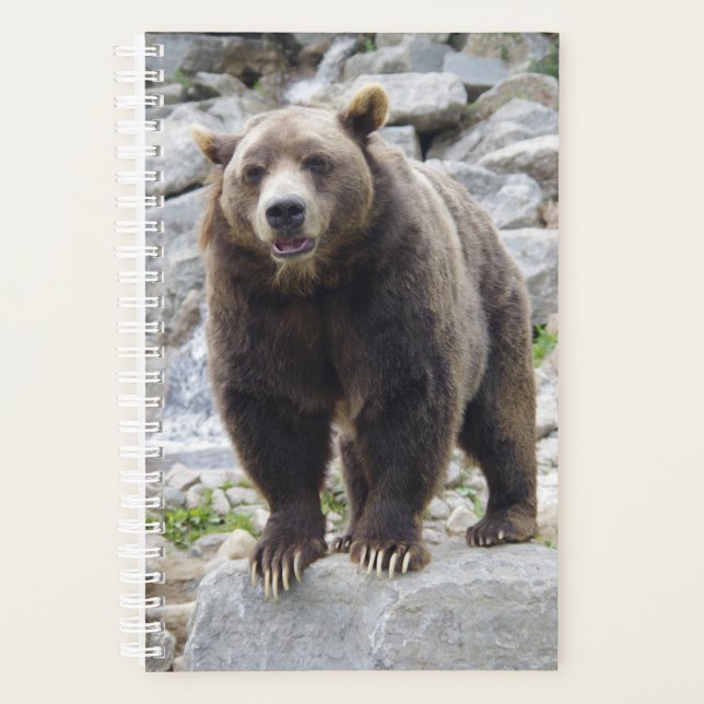 Ours kodiak (Devant)