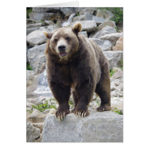 Ours kodiak debout sur un rocher