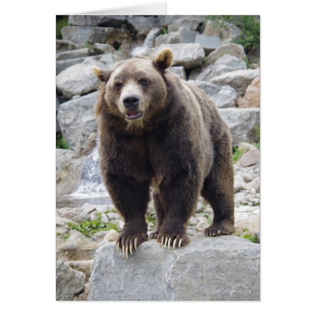 Ours kodiak debout sur un rocher (Devant)