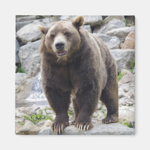 Ours Kodiaque aimant