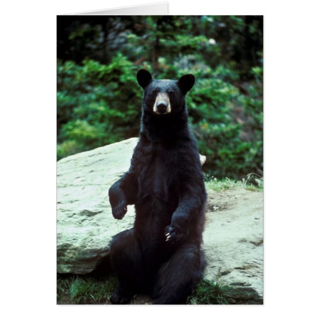 Ours noir (Devant)