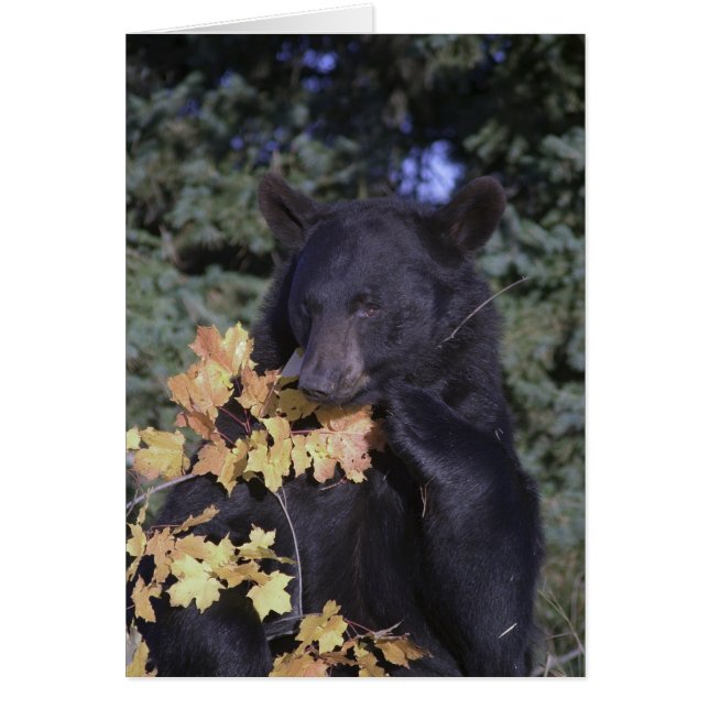 Ours noir (Devant)