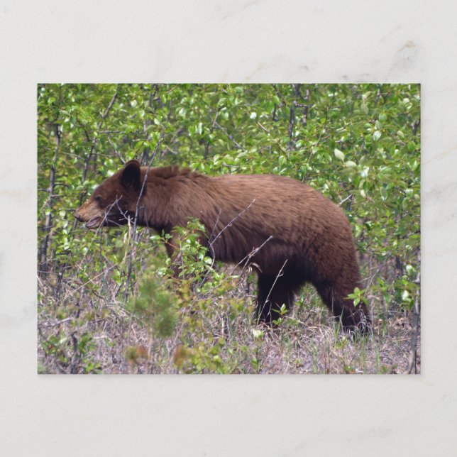 Ours Noir Faune Carte Postale Faune (Devant)