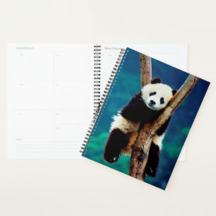 Ours Panda
