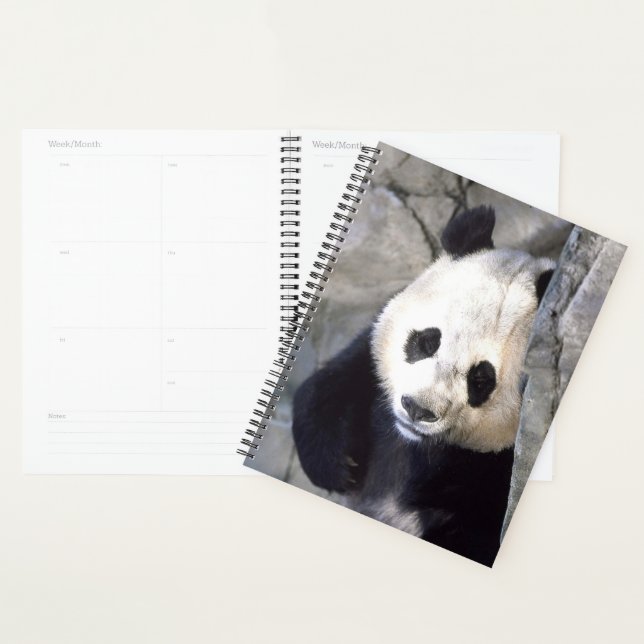 Ours Panda (Devant avec enveloppe)