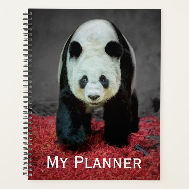 Ours Panda (Devant)