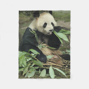 Ours panda mignon mangeant la couverture d'ouatine