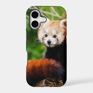 Ours panda rouge mignon