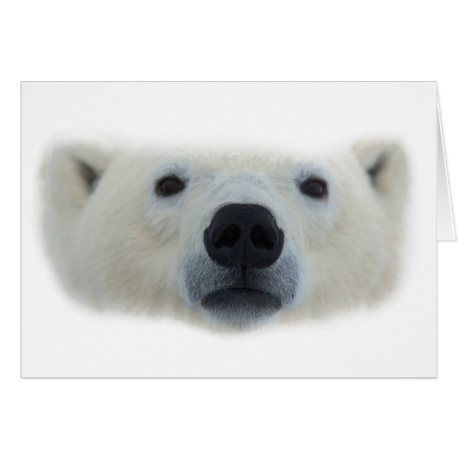 Ours polaire (Devant horizontal)