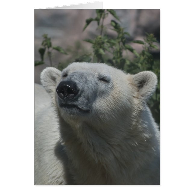 Ours Polaire (Devant)