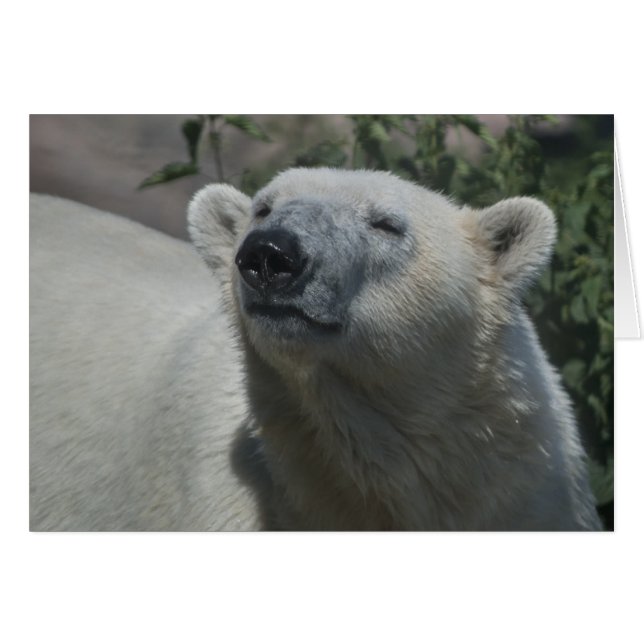 Ours Polaire (Devant horizontal)