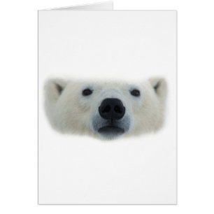 Ours polaire