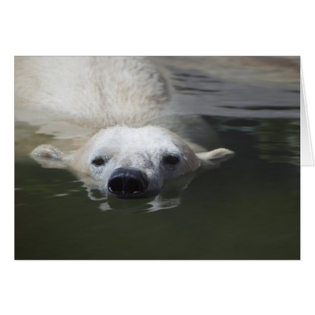 Ours Polaire (Devant horizontal)