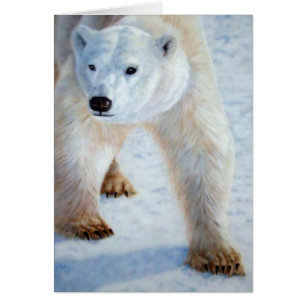 Ours polaire
