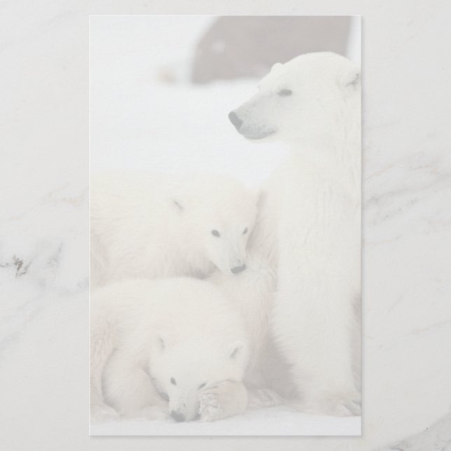 Ours Polaire Avec Cubs (Devant)