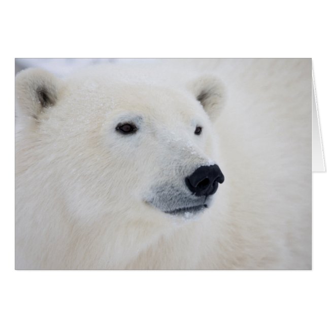 Ours polaire Churchill (Devant horizontal)