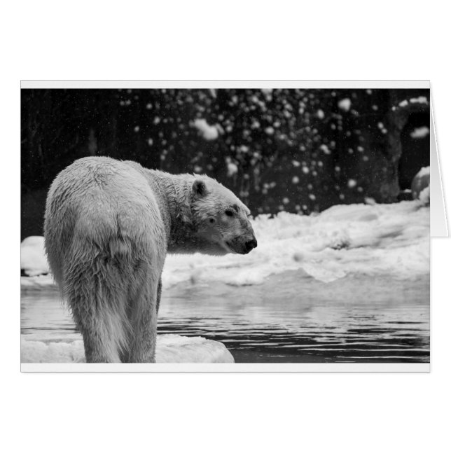 Ours polaire dans la neige (Devant horizontal)