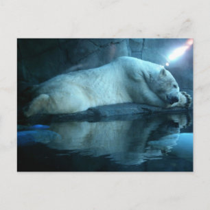 Ours Polaire Dans La Prière 2 Carte Postale