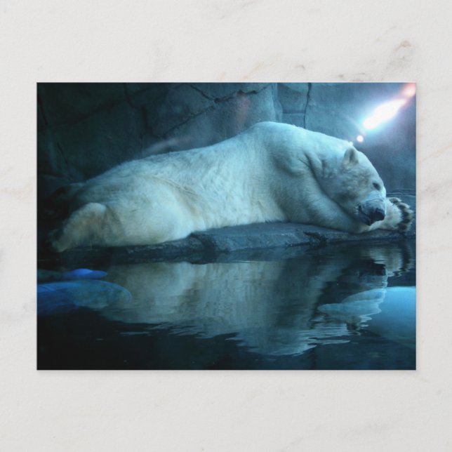 Ours Polaire Dans La Prière 2 Carte Postale (Devant)