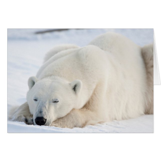 Ours polaire en hiver (Devant horizontal)