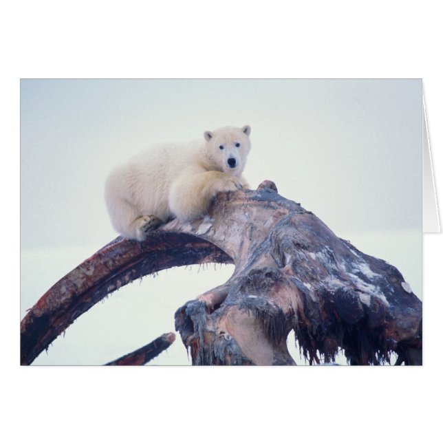 Ours polaire sur le dessus d'un os de mâchoire de  (Devant horizontal)